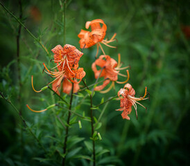 Wall Mural - Orange lily flowers in the garden.