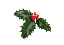 A Sprig, Three Leaves, Of Green Holly And Red Berries For Christmas Decoration Isolated Against A Transparent Background.