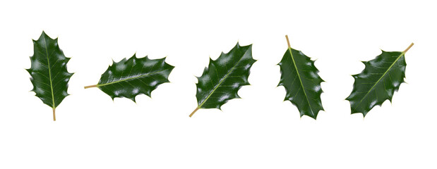 Wall Mural - a collection of large sized green spiky holly leaves for christmas decoration isolated against a tra