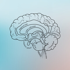 Wall Mural - Minimal neuroscience infographic on gradient. Human brain lobes and functions illustration. Brain anatomy structure sections. Futuristic neurobiology scientific medical vector.