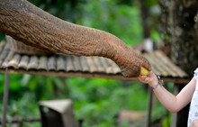 A Girl Is Giving A Banana To Elephant Trunk