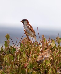 Poster - red backed shrike