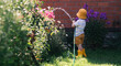 A little boy is playing with a garden hose in the backyard on a hot sunny day. A preschool child is watering flowers in the garden. The concept of raising a child and teaching him to work.