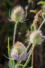 Wall Mural - close-up of three flower heads on Wild Teasel (Dipsacus fullonum)