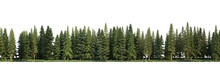 Coniferous Forest On A Transparent Background
