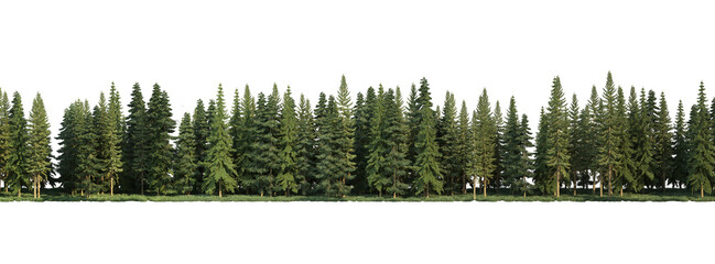 Coniferous forest on a transparent background
