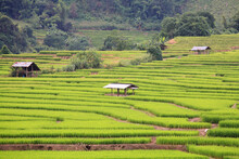 Terrace Rice Field With Farmer Cabins In Mae Chaem, Chiang Mai