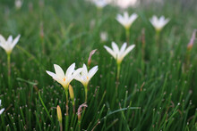 Beautiful Blooming White Rain Lily Flowers In Garden Field