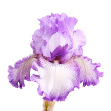 Close-up Of A Single Purple And White Plicata Flower Of Bearded Iris (Iris Germanica)