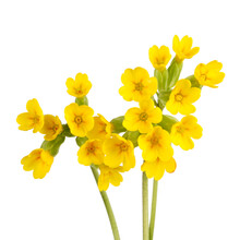 Three Stems With Yellow Flowers Of The Cowslip (Primula Veris) 