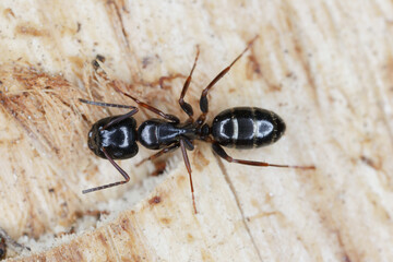 Wall Mural - Carpenter ant Camponotus on wood.