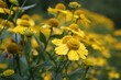 Żółte kwiaty, Polska