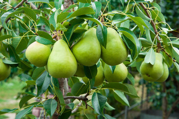 ripe pears on the tree. juicy fruits in the garden. sweet pears on the background of the garden. fruit growing concept