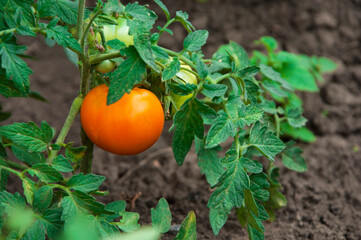 red tomatoes in the garden. ripe fruits on tomato bushes. juicy young vegetables in the garden. ketchup cooking concept.