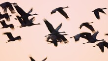 Group Of Sandhill Cranes Fly Together In Silhouette Against Sunset Dusk Sky