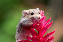 Cute Little Gerbil On Red Flowers