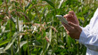 Close-up hands of a scientist in a corn field checking the condition of the crop and entering the data into a tablet pc. Research in the field of genetically modified foods and plants.