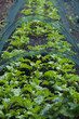Beetroot and Swiss Chard plants growin in the vegetable farm under the plastic net protection.