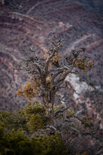 Gnarly Barren Tree Looks Over The Edge Of The Grand Canyon