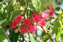 Red Gum Tree Flowers On A Plant In A Garden