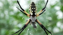 Female Yellow Garden Spider (Argiope Aurantia) On Web. - Close Up