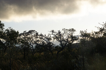 Wall Mural - sunset in the forest