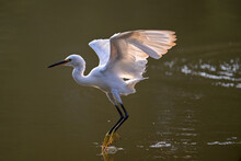 A White Egret Flying Over Water In Sunrise