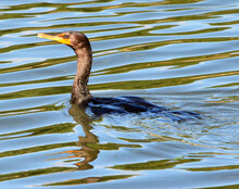 Cormorant In Water