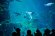People watch stingray in aquarium