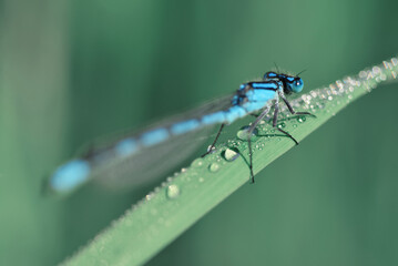 Sticker - The Common Blue Damselfly, Enallagma cyathigerum on the blade of grass.