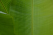 © Supat suttiso - water droplets on green banana leaf  Used to design backgrounds and wallpapers.  Banner ads on website pages  exhibition background