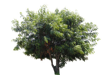 Wall Mural - tree on transparent background, real tree green leaf isolate die cut png file
