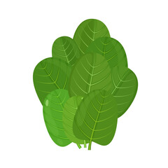 Wall Mural - Green spinach leaves, vector illustration isolated on white background