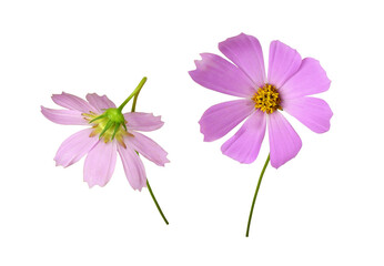 Wall Mural - set of pink cosmos flowers isolated