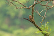 Asian barred owlet (Glaucidium cuculoides) at Rongton, Darjeeling, West Bengal, India
