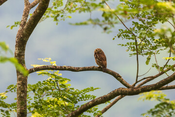 Wall Mural - Asian barred owlet (Glaucidium cuculoides) at Rongton, Darjeeling, West Bengal, India