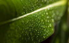 Green Leaf In Morning Dew, Soft Sunlight. Copy Space For Text.