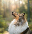 Collie, Scottish Shepherd dog in the autumn forest. Pet in leaf fall. Atmospheric photo in nature