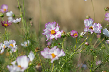 Wall Mural - group of garden cosmos flowers (cosmea bipinnatus).