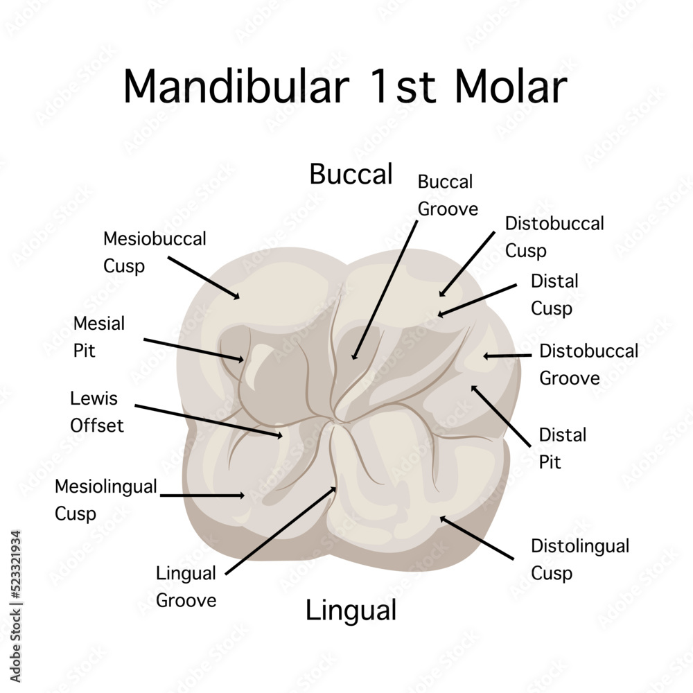 Top view of mandibular 1st modal anatomy on white background maxillary