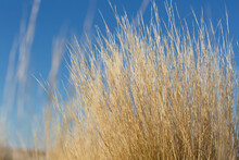 Close-up Of Golden Dry Grass With Blue Sky Background