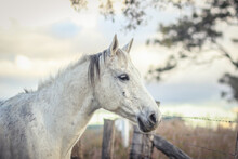 Profile Of A Grey Horse At Sunset
