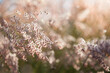 © Austockphoto - Fluffy pink grass covered in dew in the morning light