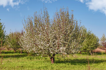 Wall Mural - Blooming apple tree in the garden