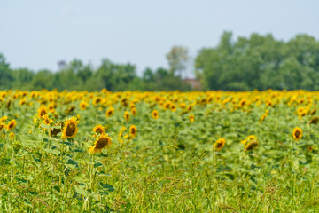 Wall Mural - Sunflower flower in the field. Sunflower field. Sunflower closeup. Sunflower