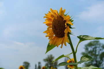 Wall Mural - Sunflower flower in the field. Sunflower field. Sunflower closeup. Sunflower