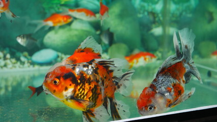 goldfish swimming in the aquarium with clear water, looks very beautiful