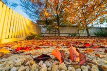 Ground Level View Of Colouful Autumn Leaves Covering A Gravel Driveway Beside A Picket Fence