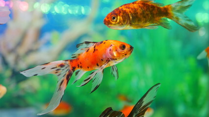 Wall Mural - goldfish swimming in the aquarium with clear water, looks very beautiful