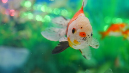 Wall Mural - goldfish swimming in the aquarium with clear water, looks very beautiful